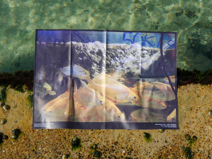 Jack Mannix 'Abalone Shell' Poster Pack